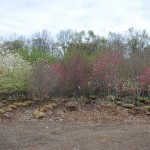 Cornus florida (late April) Flowering Dogwood